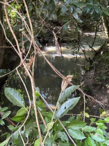 Rain Forest Tour