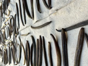 Vanilla curing and extraction Tour