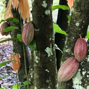Cacao harvesting
