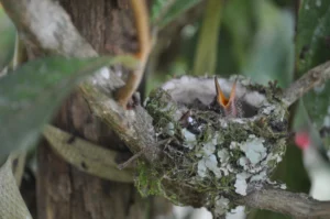 Birdwatching-Tour