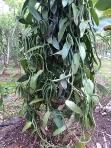 Vanilla Pollination tour