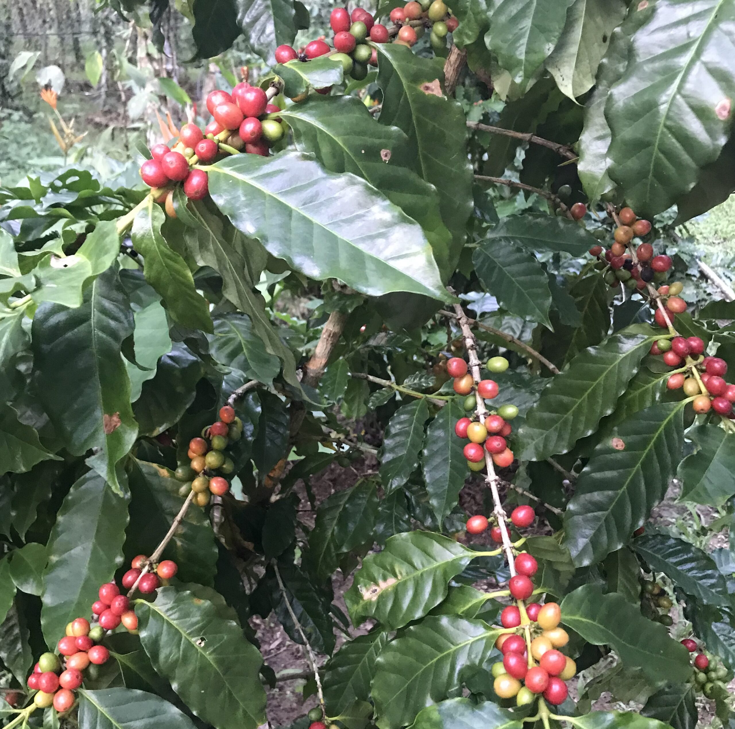 gallery coffee beans