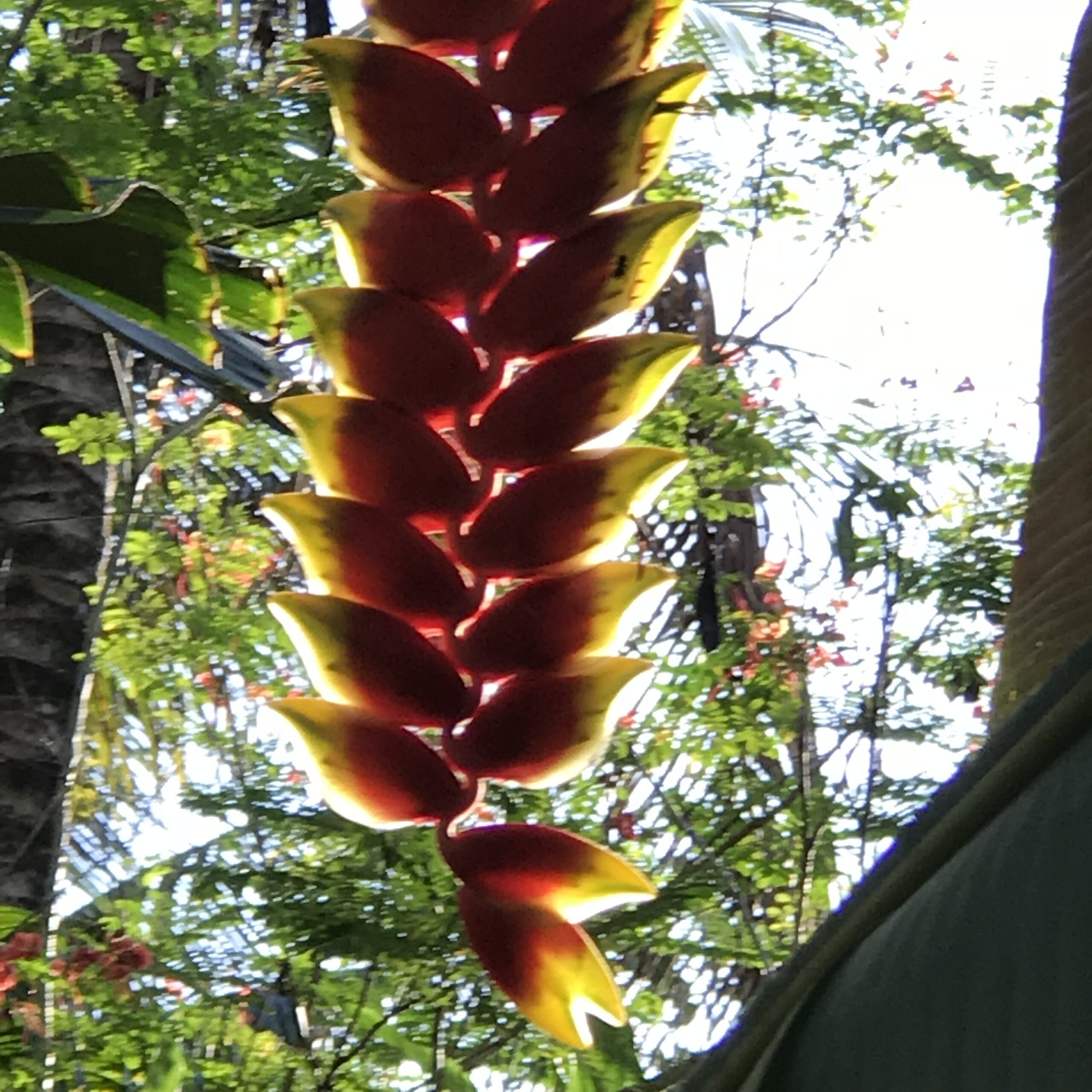 gallery heliconia parrot beak
