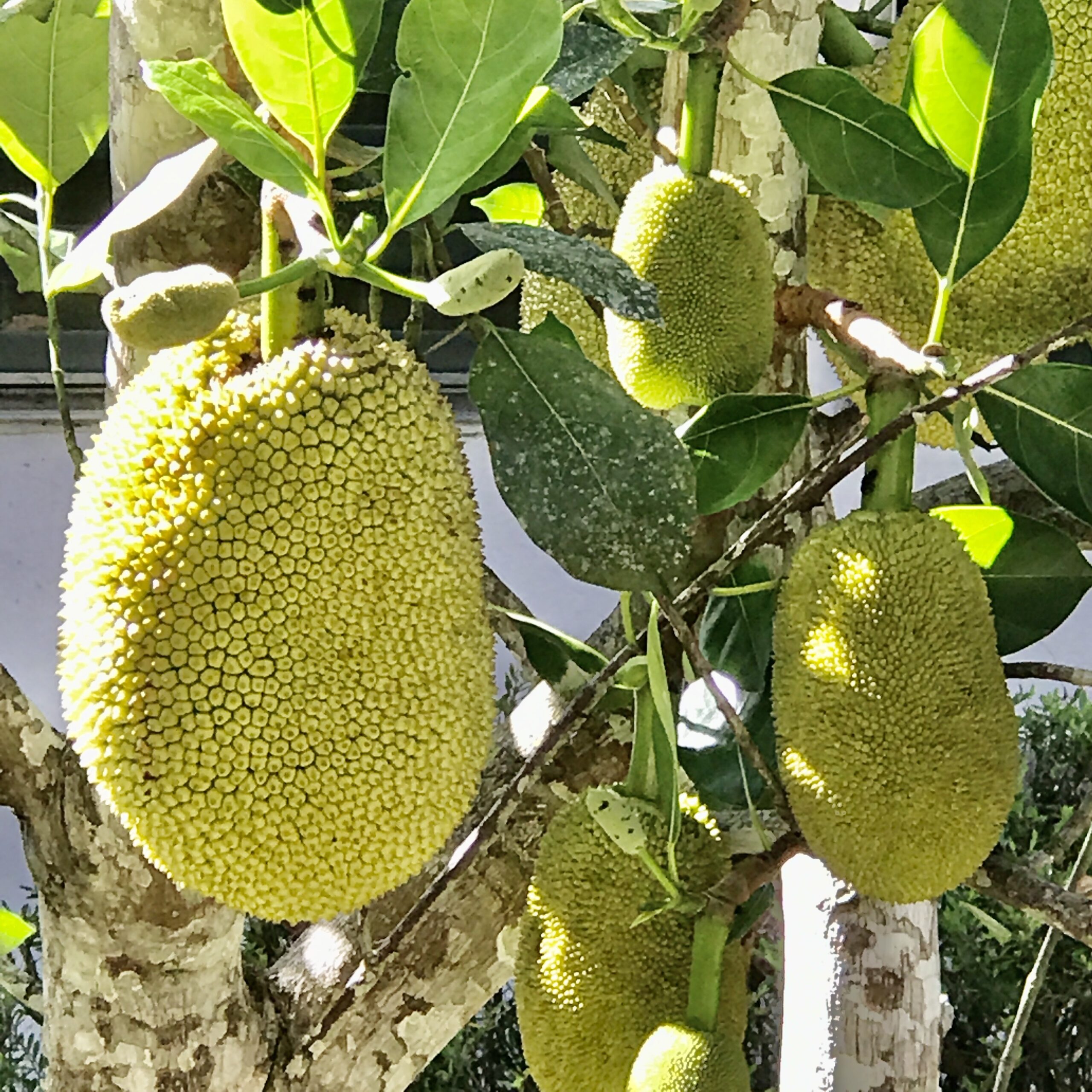 jackfruit