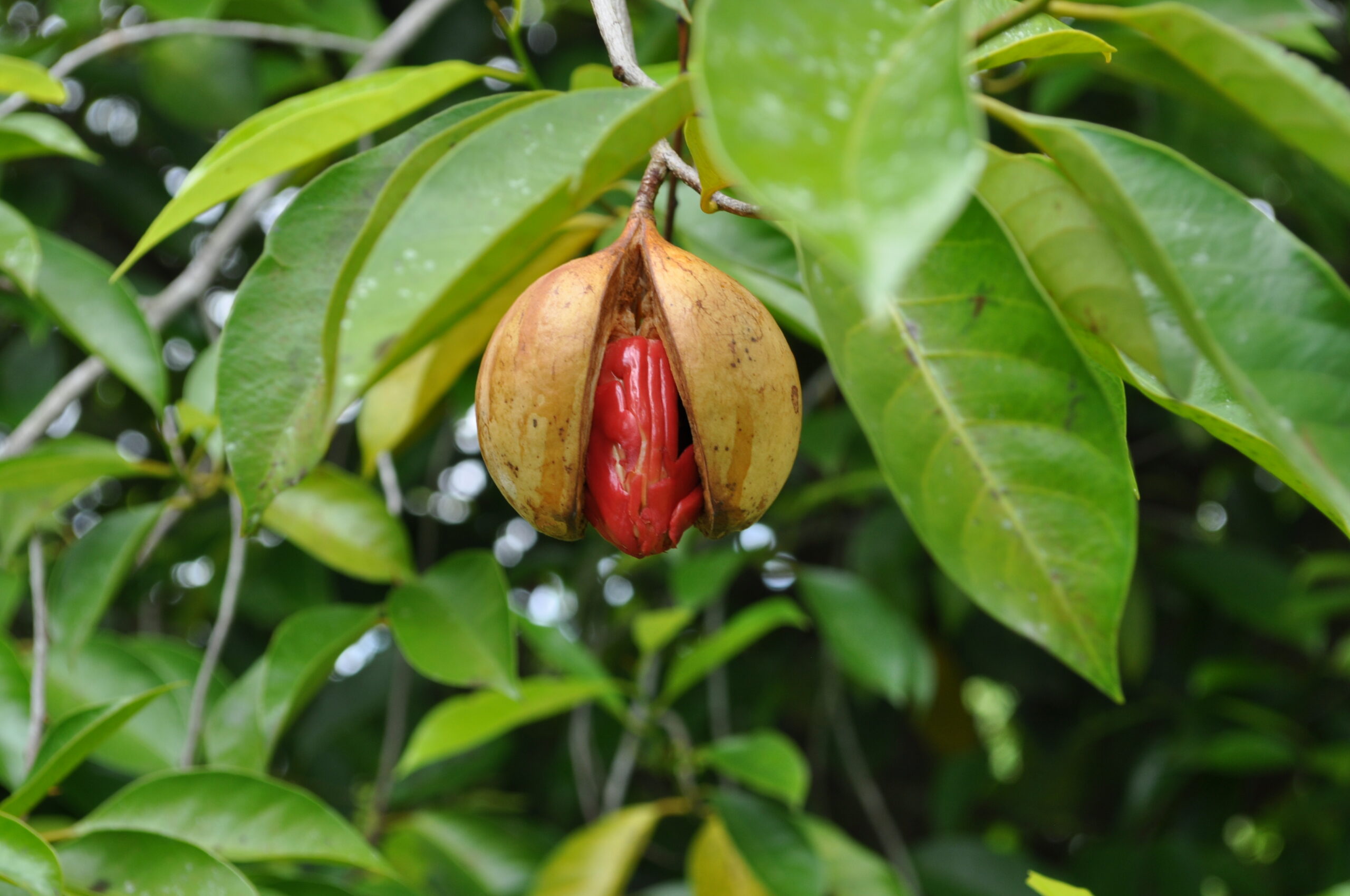 nutmeg