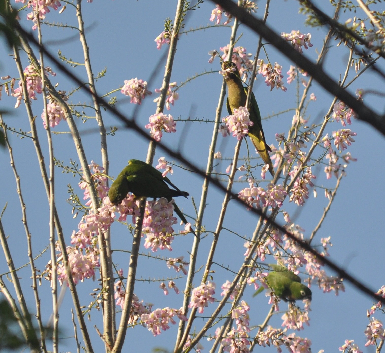 gallery parakeets_